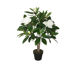 Magnoliatræ - 90cm