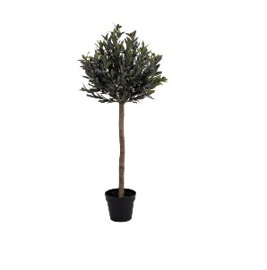 Oliventræ - 120cm